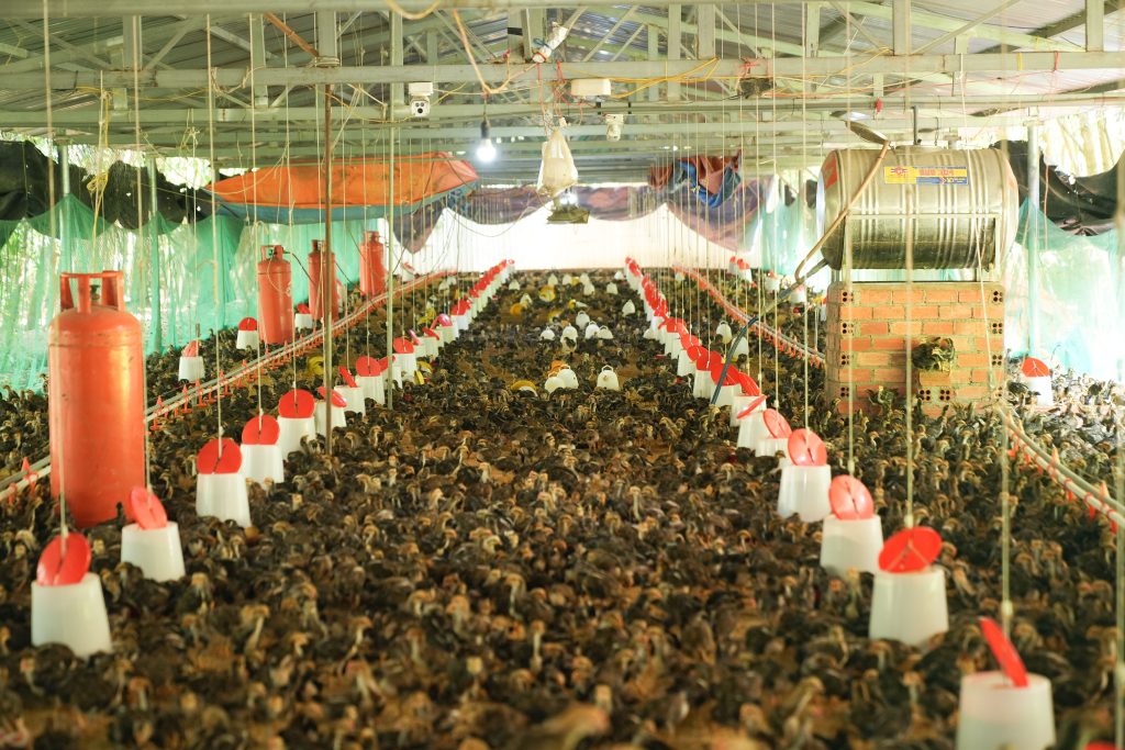 Chăn nuôi Gà Ta Tâm Việt